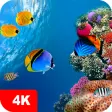 Underwater Wallpapers 4K
