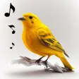Bird Calls Sounds  Ringtones