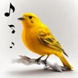 Icon of program: Bird Calls Sounds  Ringto…
