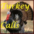 程序图标：Turkey Calls HD