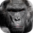 Icon of program: Real Gorilla vs Zombies -…