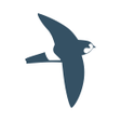 bird alert PRO icon