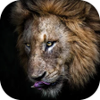 Icon of program: Lion Wallpaper Sher Ka Ph…