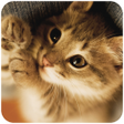 程序图标：Cat Memory Cleaner