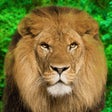 Icon of program: Animal Kingdom - Quiz Game
