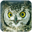 Icon of program: Owl Wallpaper