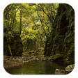 Icoon van programma: Forest Live Wallpaper