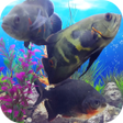 程序图标：Oscar Fish Aquarium Video…
