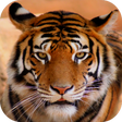 程序图标：Tiger Sounds