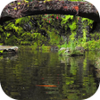 أيقونة البرنامج: Real pond with Koi