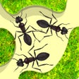 رمز البرنامج: Ant Farm Simulator