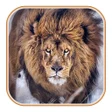 Ícone do programa: Lion Wallpaper