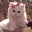 Icon of program: Favorite if you love cats