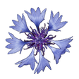 Ikon program: Pocket Flora