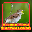 程序图标：Kicau Burung: Sikatan Lon…
