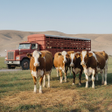 Animal Cargo Games: Truck Game icon