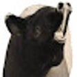 ไอคอนของโปรแกรม: Tapir Facts