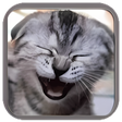 プログラムのアイコン：Figurinhas de Gatos