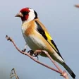 Icon of program: Goldfinch