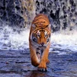 Иконка программы: Tiger Wallpapers