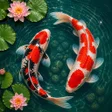 Ícone do programa: 3D Fish Aqua Live Wallpap…