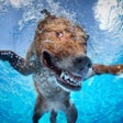 Ikon program: Dog Swimming Race