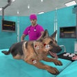 ไอคอนของโปรแกรม: Virtual Pet Hospital-Dog …