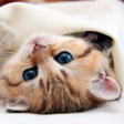 プログラムのアイコン：Kittens live wallpaper