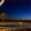 Sahara Night HD Wallpapers New Tab Theme
