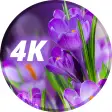 Flowers Wallpapers in 4K