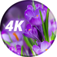 Icon of program: Flowers Wallpapers in 4K