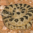 程序图标：Rattlesnake Sounds ~ Sboa…