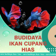 ไอคอนของโปรแกรม: Budidaya Ikan Cupang Hias…