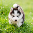 程序图标：Cute Puppies Live Wallpap…