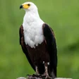 Ikon program: Eagle Sounds