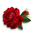 プログラムのアイコン：Rose stickers for my life