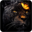 أيقونة البرنامج: black wallpaper dark amol…