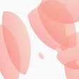 Icoon van programma: Sakura rain