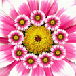 程序图标：Botany