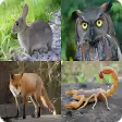 Animals Quiz - learn  guess