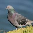 プログラムのアイコン：Pigeon Sounds