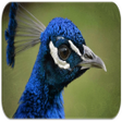 Icon of program: Peacock sounds