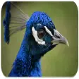 Peacock sounds