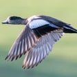 Иконка программы: My Duck Log