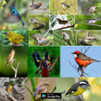 Ikon program: suara pikat burung ribut …
