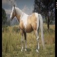 Icon of program: Chincoteague Pony Pack