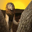 プログラムのアイコン：Wild Lion Survival Simula…