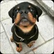 程序图标：Rottweiler Dog Wallpapers