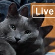Icon of program: Cute Lazy Cat Live Wallpa…