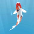 Programın simgesi: Koi - Aquarium
